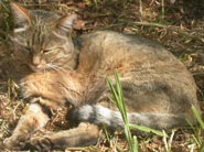 African Wild Cat, coutesy of Sanelle, Johannesburg Zoo