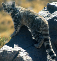 Andean Cat, courtesy of Jim Sanderson