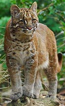 Asian Golden Cat, courtesy of Karen Stout