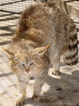 Chinese Mountain Cat, courtesy of Jim Sanderson, Yin Yufeng, Drubgyal, and Ahcu