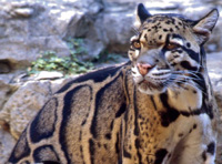 Clouded leopard, courtesy of Vearl Brown