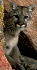 Cougar, courtesy of USFWS