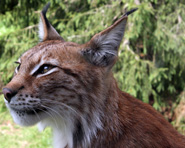 Eurasian Lynx, courtesy of David Castor