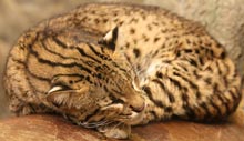 Geoffroy's Cat, courtesy of Ltshears