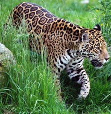 Jaguar, courtesy of PublicDomainPictures.net