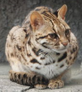 Leopard Cat, courtesy of Kuribo