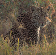 Leopard, courtesy of USFWS