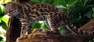 Margay, courtesy of Marlene Thyssen