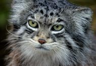 Pallas Cat, courtesy of Scottmliddell