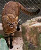 Pantanal Cat, courtesy of Jim Sanderson and Sao Paulo zoo