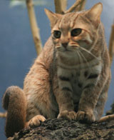 Rusty-spotted Cat, courtesy of UrLunkwill