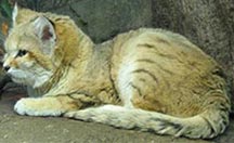 Sand Cat, courtesy of FisherQueen