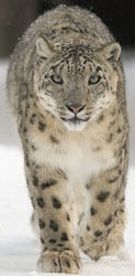 Snow Leopard, courtesy of Bernard Landgraf