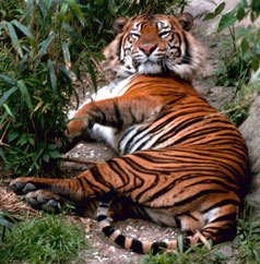 Tiger, courtesy of USFWS