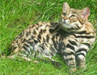 Black-footed Cat, courtesy of Zbyszko