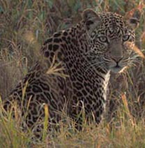 Leopard, courtesy of USFWS