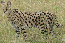 Serval, courtesy of the Wikimedia Commons