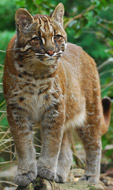 Asian Golden Cat, courtesy of Karen Stout