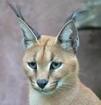 Caracal, courtesy of Eddy Van 3000