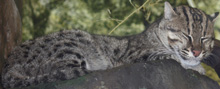 Fishing Cat, courtesy of Ltshears