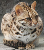 Leopard Cat, courtesy of Kuribo