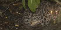 Sunda Clouded Leopard, courtesy of photosbypaulo.com