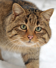 European Wildcat, courtesy of Michael Gabler