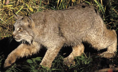 Canadian Lynx, courtesy of Erwin and Peggy Bauer, USFWS