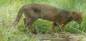 Jaguarundi, courtesy of Bodlina