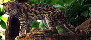 Margay, courtesy of Marlene Thyssen