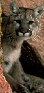 Cougar, courtesy of USFWS