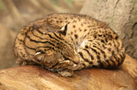 Geoffroy's Cat, courtesy of Ltshears