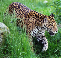 Jaguar, courtesy of PublicDomainPictures.net