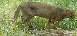 Jaguarundi, courtesy of Bodlina