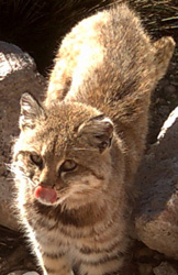 Pampas Cat, courtesy of Jim Sanderson